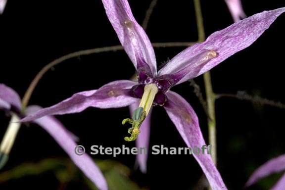 epimedium fargesii 4 graphic